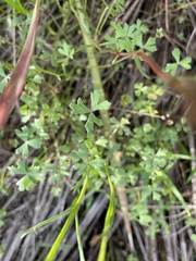 Hydrocotyle paludosa