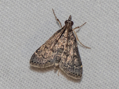 Steniodes declivalis