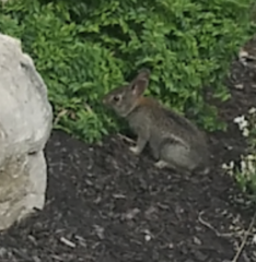 Leporidae