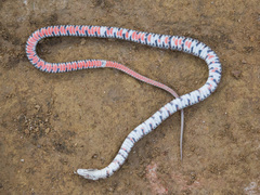 Erythrolamprus almadensis