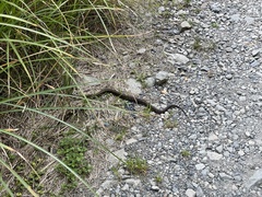 Trimeresurus gracilis