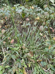 Diarrhena obovata
