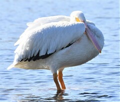 Pelecanus erythrorhynchos