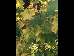 Liriodendron × sinoamericanum