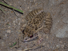 Leptodactylus