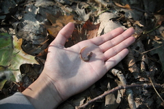 Hemidactylium scutatum