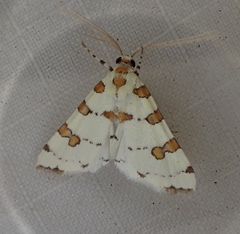 Conchylodes octonalis