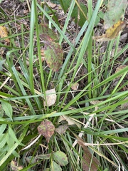 Diarrhena obovata