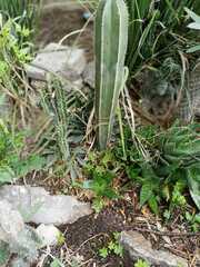 Lophocereus marginatus