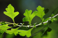 Crataegus spathulata