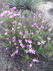 Linanthus californicus