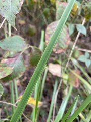 Diarrhena obovata