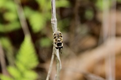 Copestylum marginatum