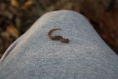 Hemidactylium scutatum