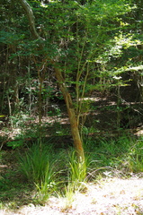 Crataegus spathulata