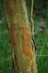 Crataegus spathulata