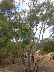 Eucalyptus pulchella