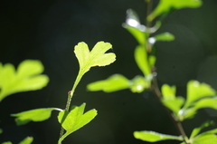 Crataegus spathulata