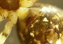 Cryptachaea blattea