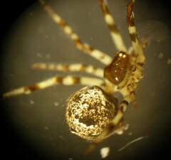 Cryptachaea blattea