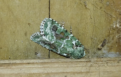 Lacinipolia laudabilis