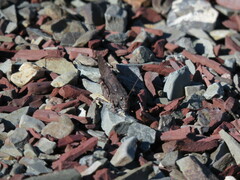 Trimerotropis verruculata