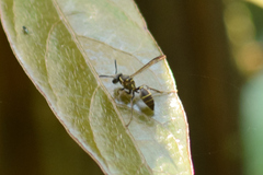 Myrapetra