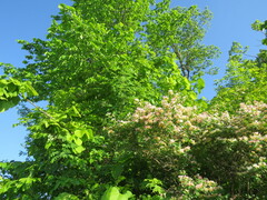 Sorbus aucuparia