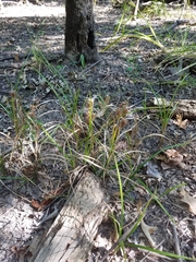 Carex louisianica
