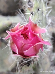 Opuntia pilifera