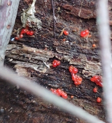 Tulasnella aurantiaca