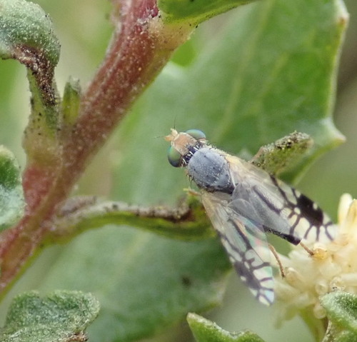 Trupanea wheeleri photo 3