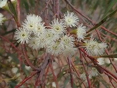 Eucalyptus pulchella
