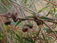 Eucalyptus pulchella