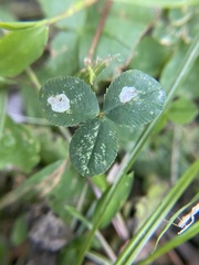Porphyrosela minuta