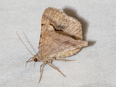 Frederickia nigricomma