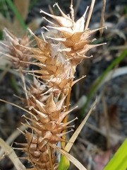 Carex louisianica