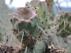 Opuntia pilifera