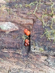 Tulasnella aurantiaca