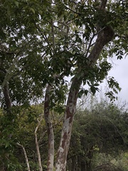 Psidium guajava