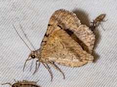 Frederickia nigricomma