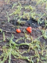 Tulasnella aurantiaca