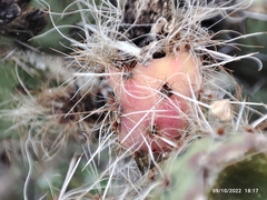 Opuntia pilifera