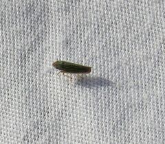 Xyphon reticulatum