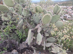 Opuntia pilifera