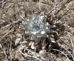 Dudleya pulverulenta