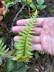 Polystichum imbricans