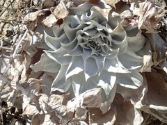 Dudleya pulverulenta
