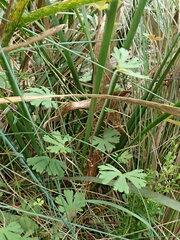 Geranium potentilloides