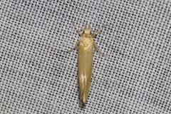 Telocharacta hemicroca